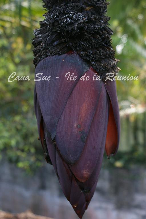 Cana Suc Sainte-Rose Kültér fotó